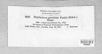 Phyllachora graminis image